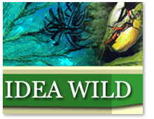 IDEA WILD